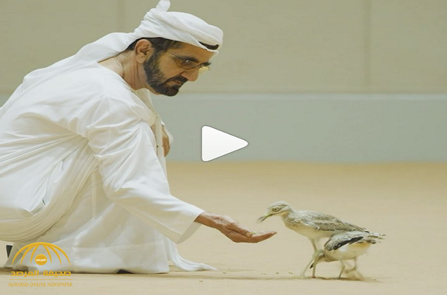 شاهد: محمد بن راشد يشارك مع متابعيه فيديو إطعامه طيور الحبارى!