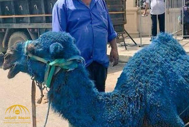 بالصور : حيوانات زرقاء تظهر في مدينة صيدا بلبنان .. و«الحريري» يصدر بيان توضيحي