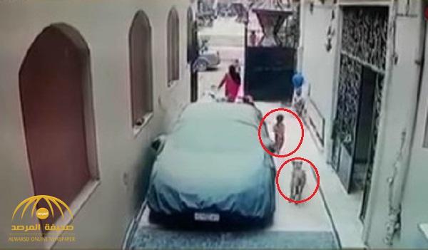 شاهد .. فيديو صادم لكلب ينهش ذراع طفلة أمام والدتها في مصر