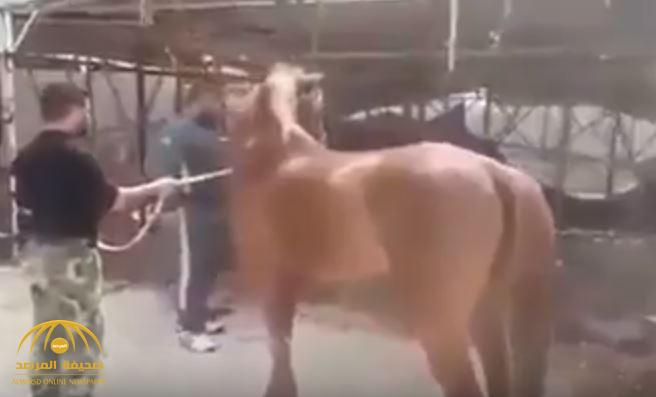 شاهد .. قائد ميليشيا للنظام السوري  يلقي حصانا على قيد الحياة إلى مجموعة من  الأسود لافتراسه