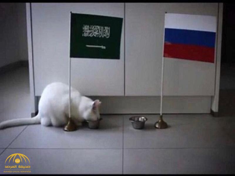 القط الأصم "أخيل" يُفاجئ الجميع بتوقعاته لنتيجة مباراة "روسيا والسعودية".. واللجنة المنظمة تعتمد نتائج توقعاته