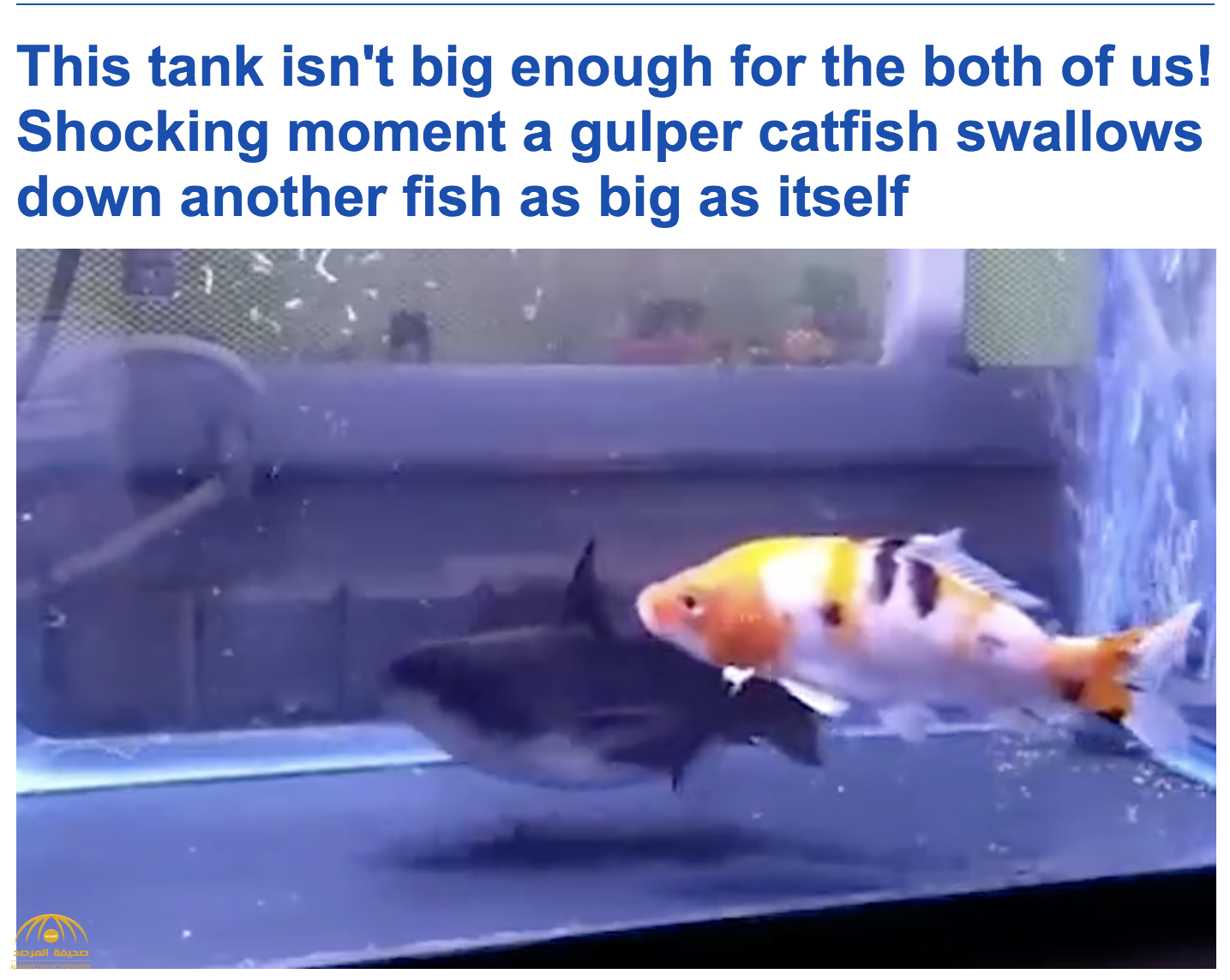 فيديو : شاهد سمكة القط تبتلع أخرى في نفس حجمها ببراعة فائقة في إندونيسيا!