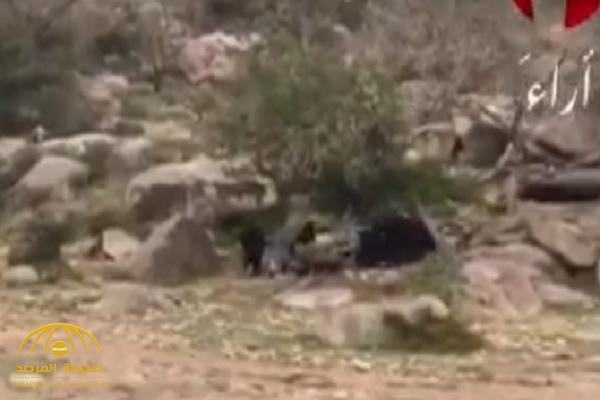 بالفيديو.. قرد يفزع فتيات سعوديات أثناء رحلة برية!