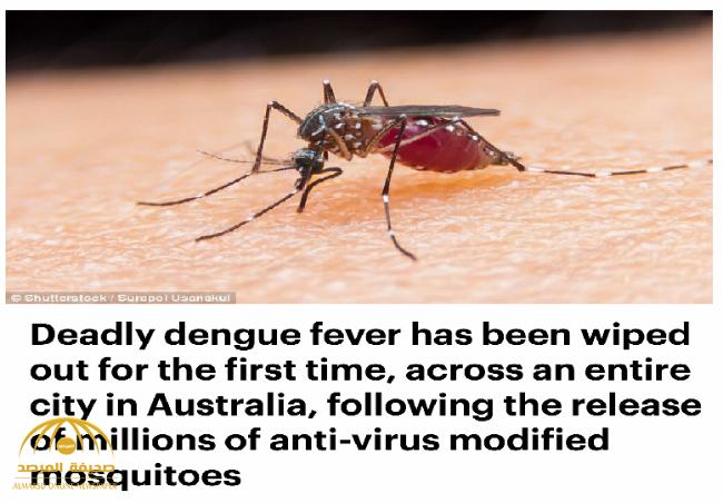 الكشف عن أول تجربة ناجحة للقضاء على "حمى الضنك" نهائياً في أستراليا