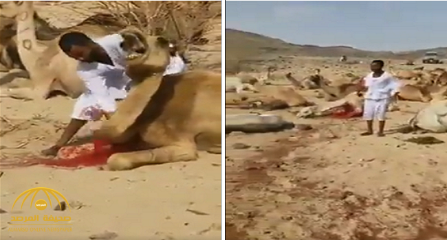 بالفيديو..  عامل ينحر عشرات الإبل في الصحراء بطريقة عشوائية!