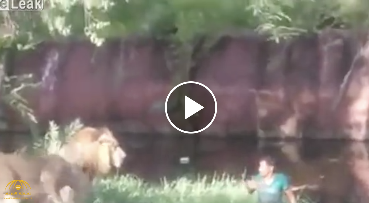بالفيديو : أسود تحاصر رجلا "مخمورا " بإحدى حدائق الحيوان في الهند