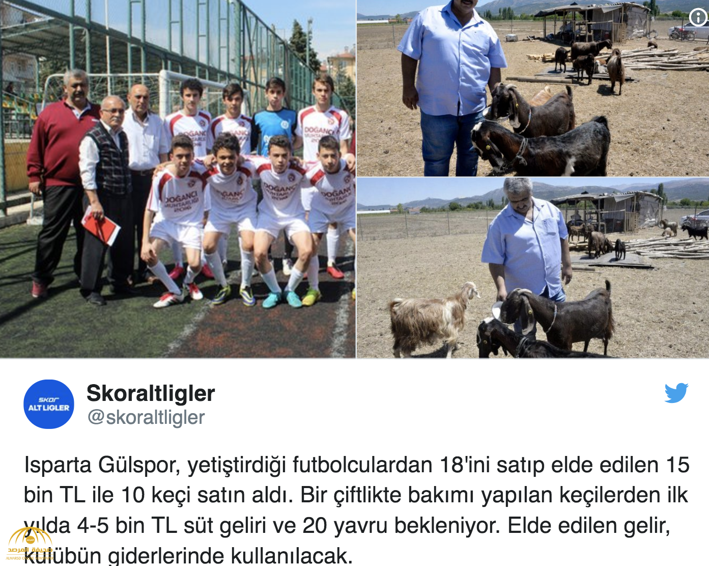 شاهد بالصور.. نادي كرة قدم تركي يبيع 18 لاعبا ليشتري 10 رؤوس ماعز تنتج الحليب!
