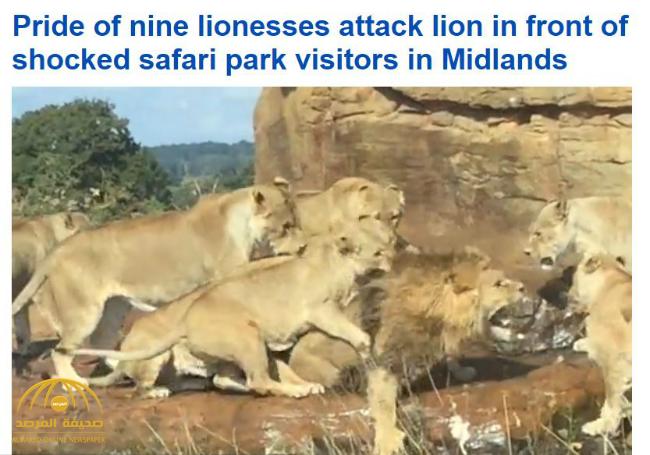 بالفيديو : لبؤات تنقض على أسد لقتله في حديقة حيوان في إنجلترا .. والسبب مفاجأة!