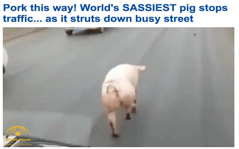 شاهد .. كيف يمشي "خنزير" في طريق سريع مزدحم بالصين!