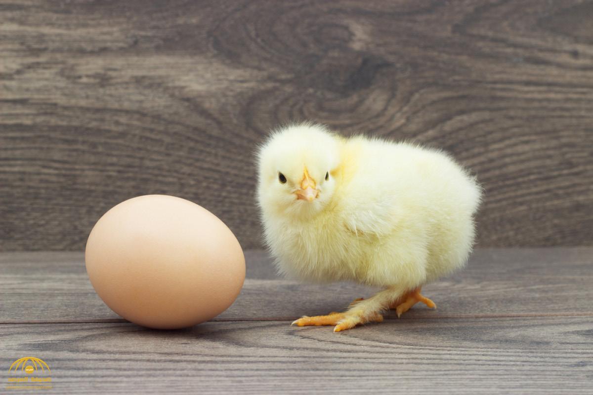 العلماء يجيبون أخيرا  على سؤال حير الناس منذ آلاف السنين .. من جاء أولا .. البيضة أم الدجاجة؟
