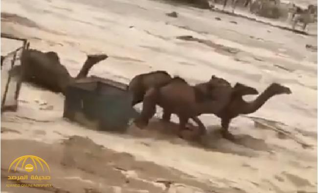 شاهد .. قطيع من الإبل يقاوم الغرق في سيول تبوك