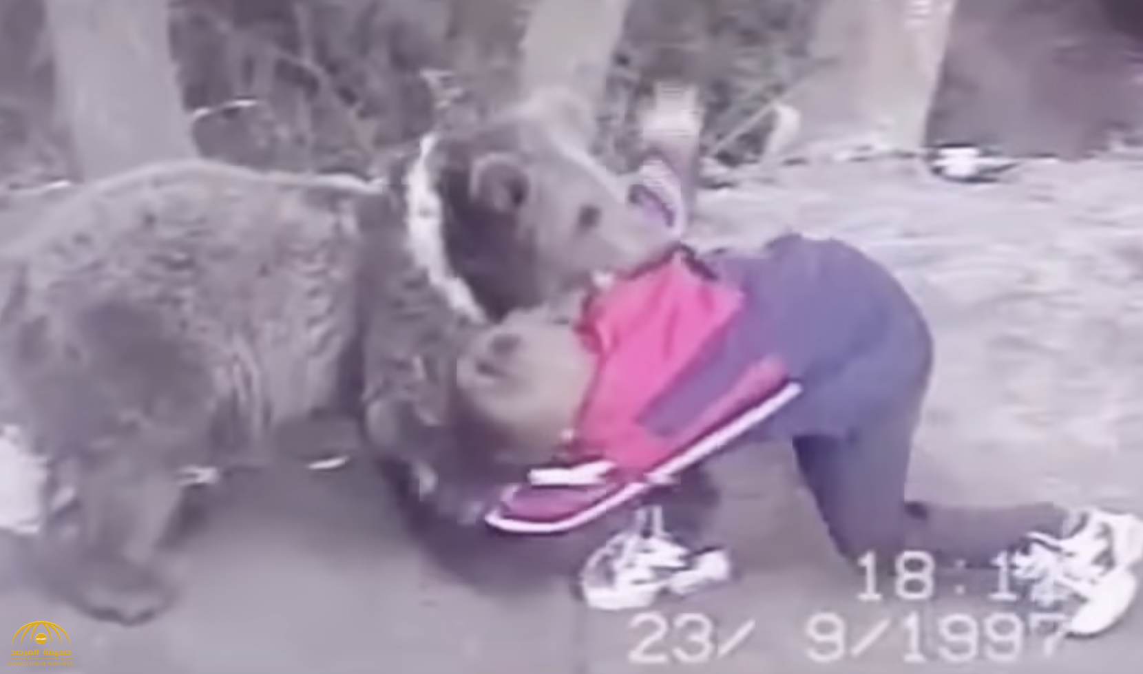بالفيديو : شاهد.. المقاتل "حبيب " وهو يصارع "دبا" في مرحلة طفولته!