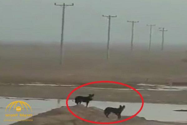 شاهد: ذئبان يتجولان في روضة نورة شمال الرياض