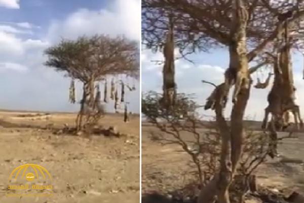 شاهد.. فيديو صادم لذئاب مقتولة ومعلقة على شجرة بإحدى المناطق الصحراوية في المملكة!