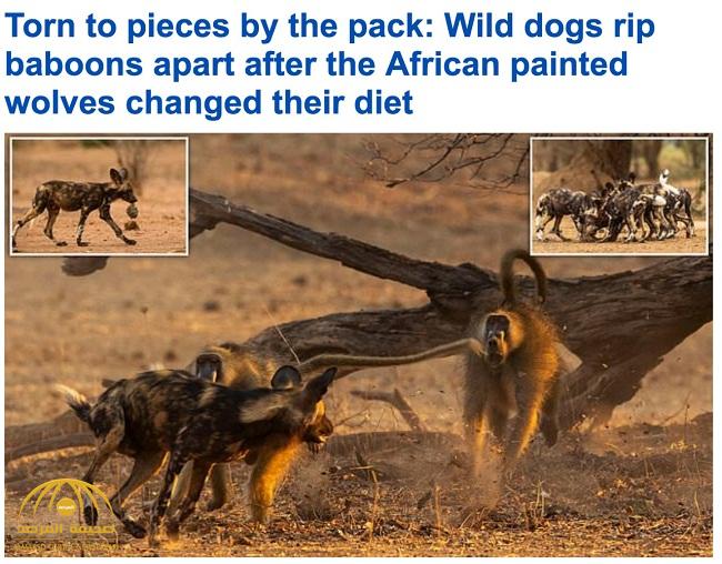ترجمة حصرية .. شاهد فصيلة كلاب برية تنقض على "قرد بابون" وتقطعه إربا وتلهو برأسه في جنوب أفريقيا - صور