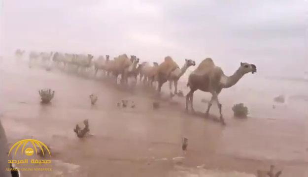 حقيقة المقطع المتداول عن إبل تسير وسط السيول وأثار إعجاب السعوديين