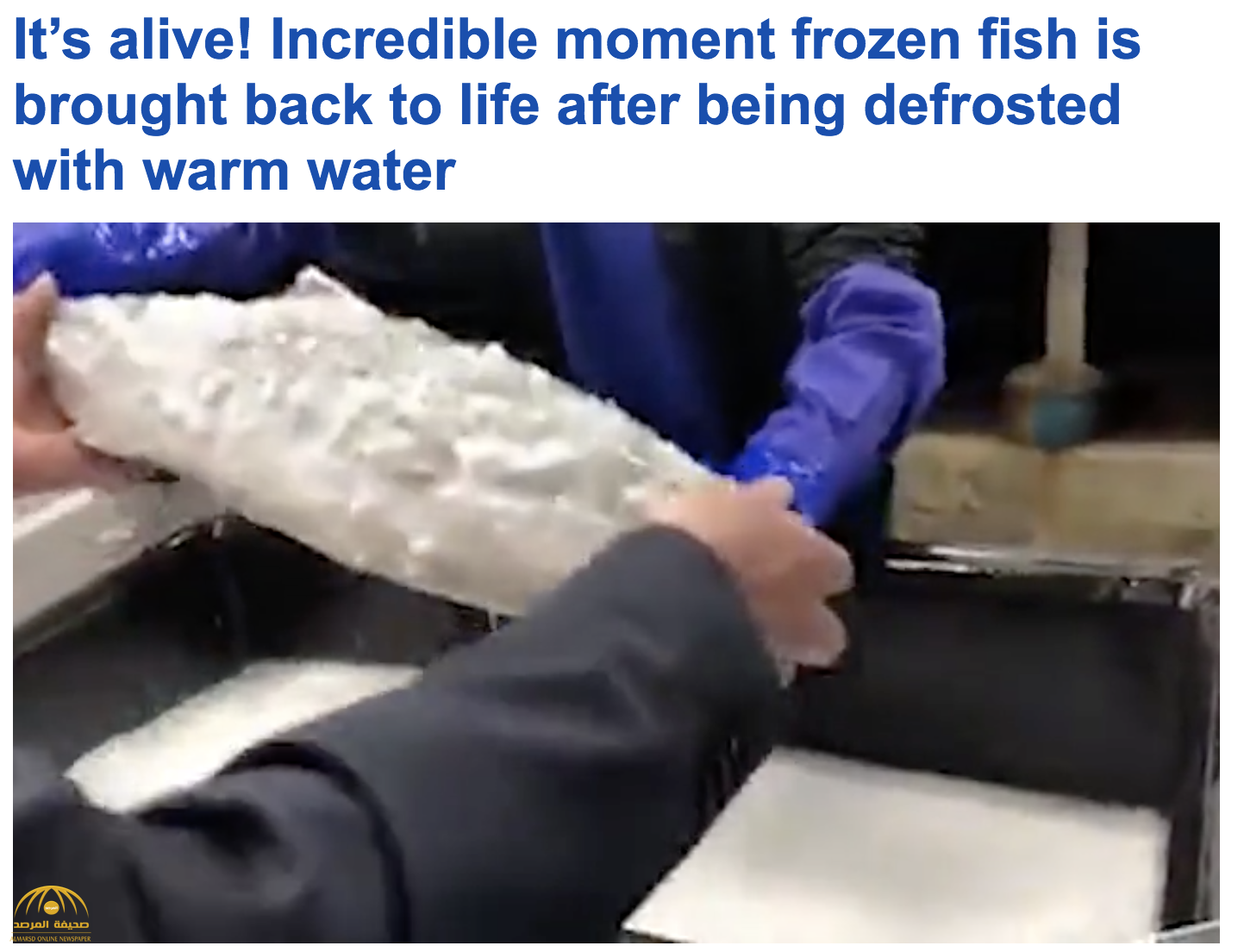 ترجمة حصرية .. شاهد : طريقة يابانية لتجميد الأسماك تسمح بعودته للحياة مرة أخرى - فيديو