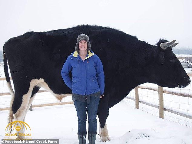 ترجمة حصرية .. بالصور:  مزارع كندي يكشف عن امتلاكه أضخم ثور في العالم!
