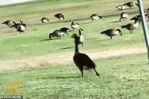 شاهد :  طيور تتناول حبوب مضادة للاكتئاب بأحد حدائق كاليفورنيا وتتصرف بشكل غريب !
