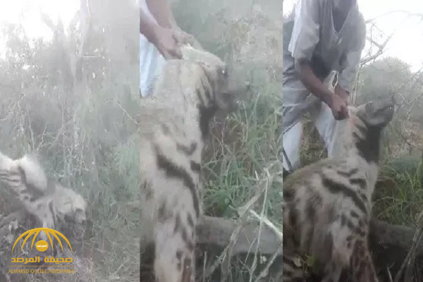 شاهد بالفيديو.. شبان يصطادون حيوان ” الضبع ” المفترس في جازان!