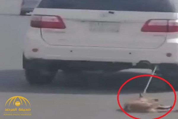 بالفيديو: سائق يسحل كلب صغير بسيارته من الخلف  .. والمشهد يصدم "حقوق الحيوان"!