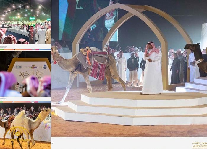 شاهد بالصور: انطلاق مزاد النخبة بمهرجان الملك عبدالعزيز للإبل .. و البكرة "انتزاع" تُباع بـ  2مليون و600 ألف ريال