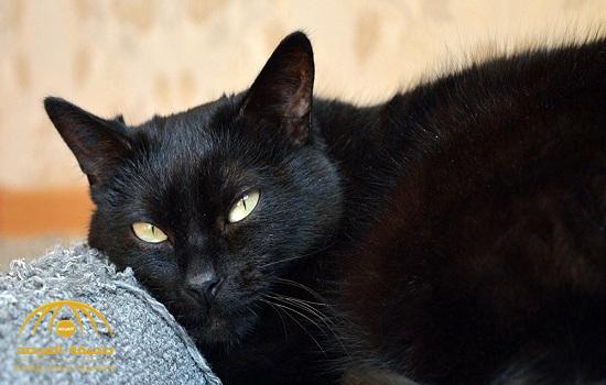 أبرزها القطة السوداء ويوم الجمعة.. تعرف على أشهر الخرافات التي تؤمن بها الشعوب!