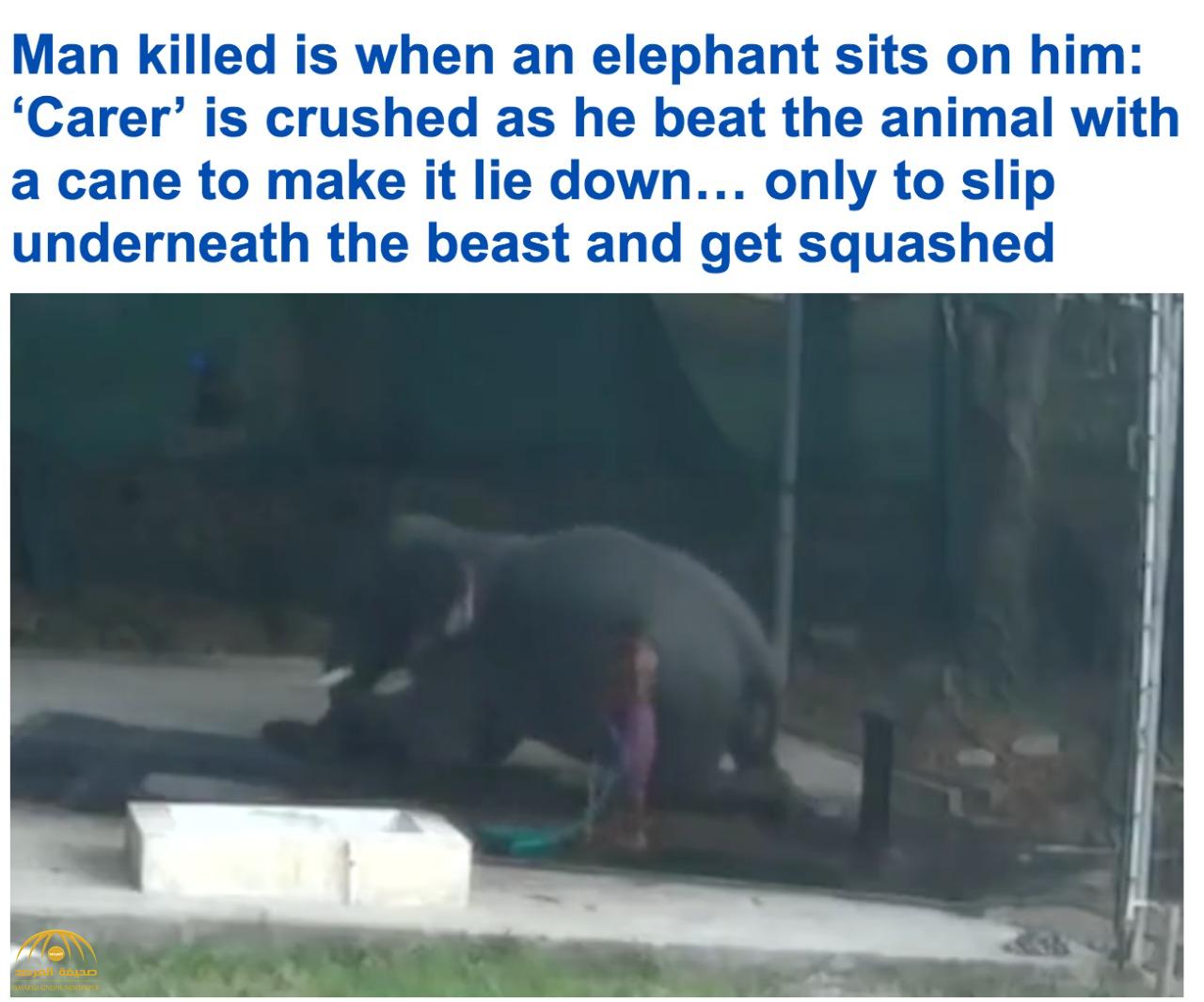 بعدما ضربه بعصا غليظة... شاهد : فيل ضخم ينتقم من مدربه بطريقة خاطفة لم يتوقعها !