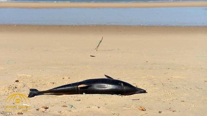 "مرض يصيب البشر" يدفع الدلافين إلى "الموت على الشاطئ"