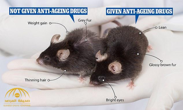نجاح تجربة علمية أمريكية تبطئ تقدم  العمر عند  الفئران...هل تنجح على البشر ؟