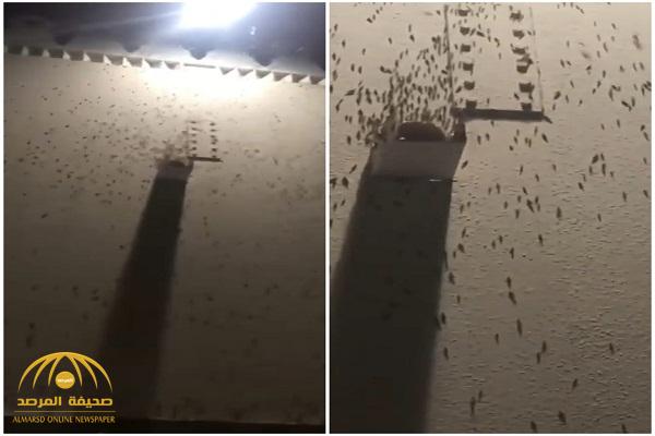 شاهد.. انتشار ”صراصير الليل” على جدران مسجد قباء بـ”المدينة“