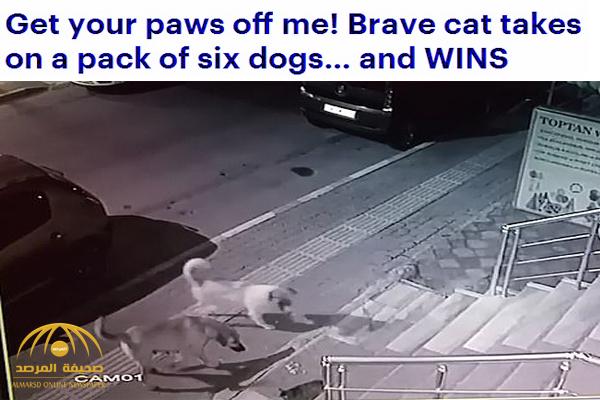 شاهد : قطة "مسعورة"  تشن هجومًا شرسًا على مجموعة من الكلاب !