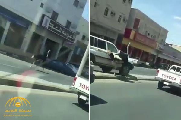 بالفيديو .. مواطنون يطاردون نعامة هاربة بالسيارات في أحد شوراع حائل