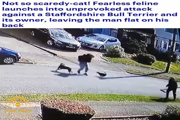 شاهد : قطة بقلب أسد تهجم على رجل وتسقطه على الأرض !