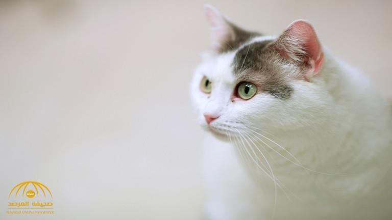 "دولة" تقرر تسميم مليوني قطة خلال عام وتثير غضباً عالمياً!