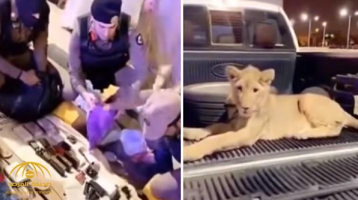 بحوزتهِ أسد و11 كلبًا بوليسيًا.. حملة أمنية خلال الفجر في الرياض تُطيح بمطلوب خطير (فيديو)