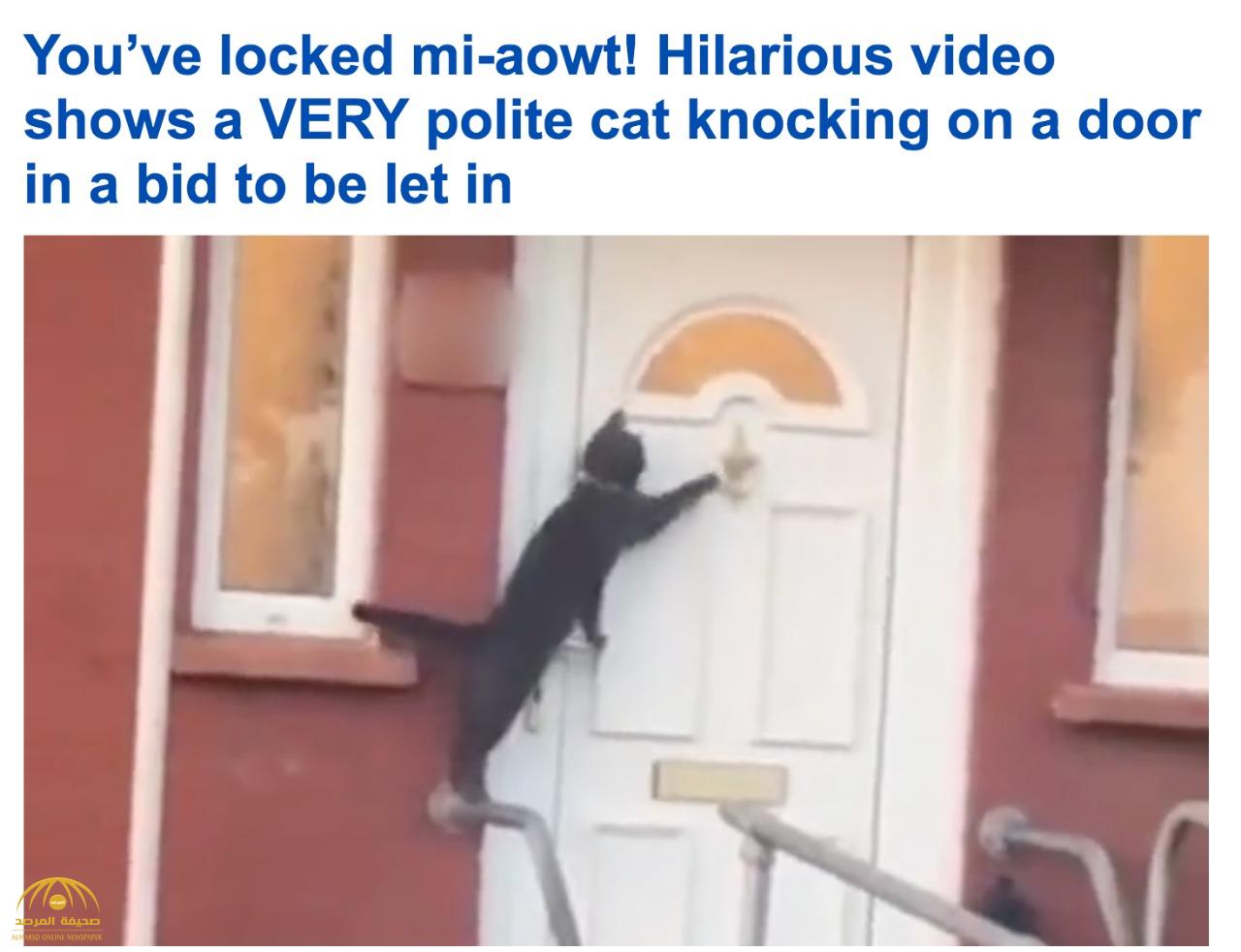 شاهد.. قطة سوداء تستأذن قبل الدخول للمنزل وتطرق الباب 4 مرات.. الفيديو يحطم رقما قياسيا في المشاهدة