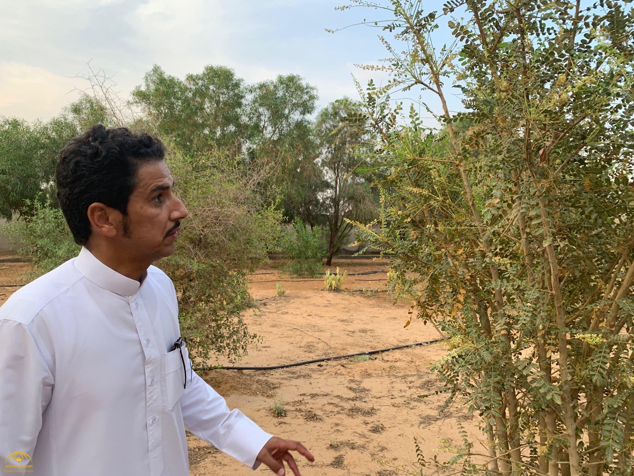 بعد 6 سنوات من التجارب.. شاهد: مواطن سعودي ينجح في زراعة "شجرة البخور" الأسطورية
