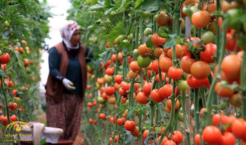 توضيح  بشأن الأنباء المتداولة عن “الطماطم  المصرية المسرطنة”