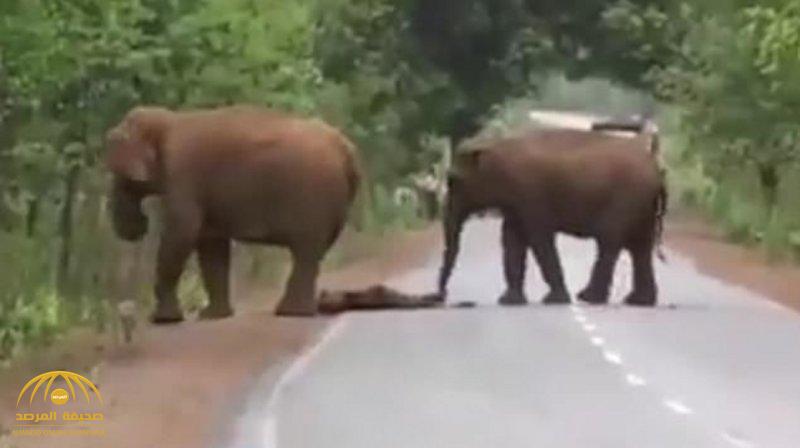 مقطع فيديو مؤثر.. شاهد: أنثى فيل ترفض ترك صغيرها "الميت" وتحمل جثته بخرطومها!