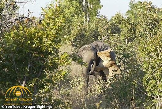 شاهد: فيل يصارع لبؤة للنجاة بحياته في زيمبابوي - فيديو