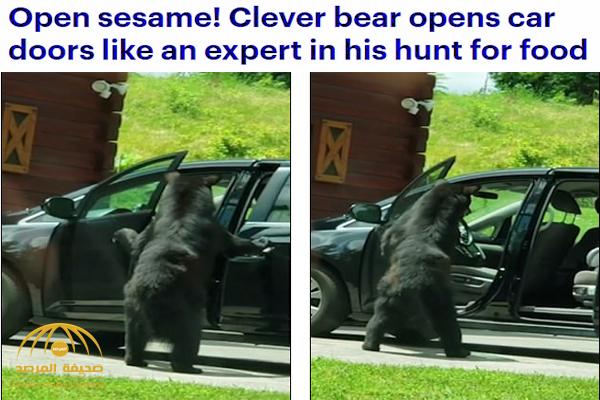 شاهد.. كيف استخدم هذا الدب ذكاؤه لفتح باب سيارة؟