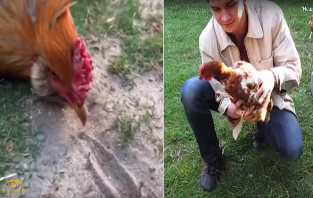 شاهد بالفيديو : سر "تخشب" الدجاج عند رسم خط مستقيم أمام منقاره!