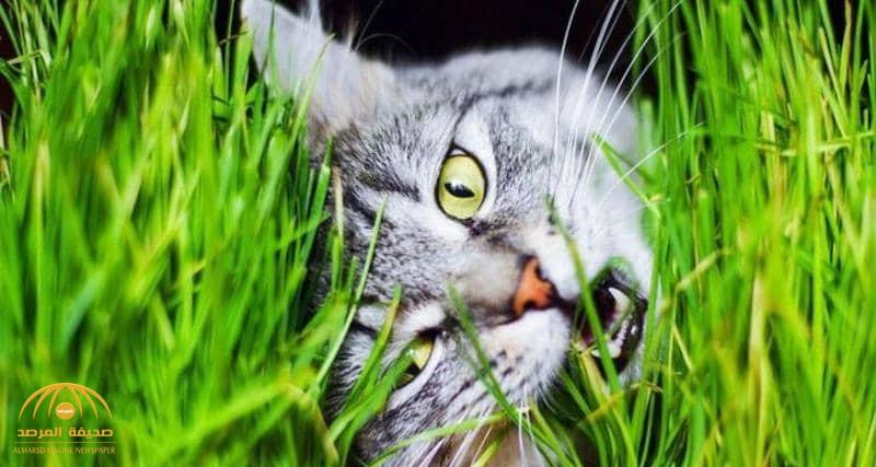 العلماء يحلون اللغز.. لماذا تأكل القطط العشب أحيانا ؟