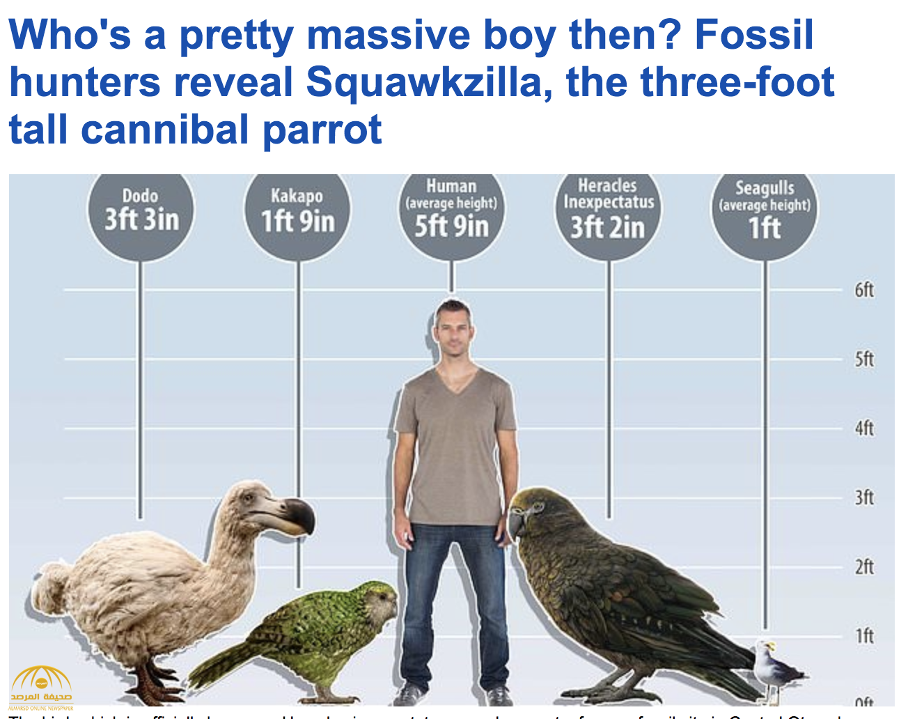 اكتشاف طائر  ببغاء  "عملاق" عاش قبل 19 مليون سنة!