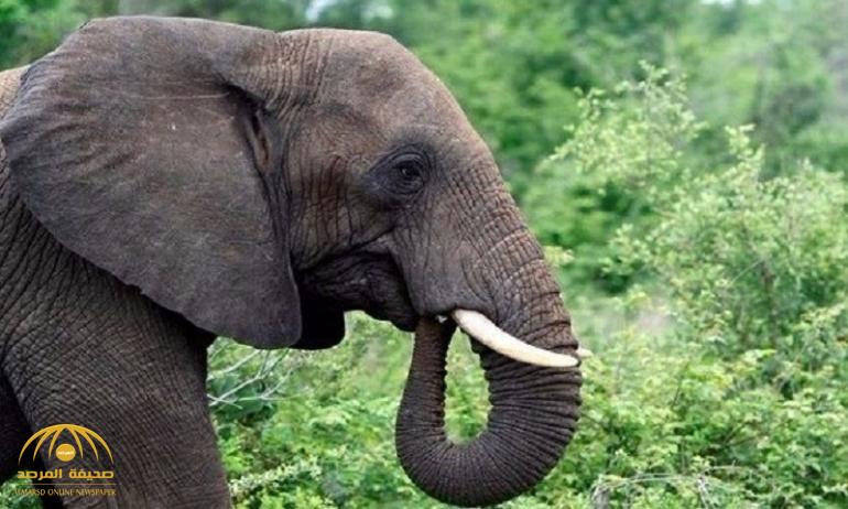 شاهد بالصور : أسوأ حالة تجويع " فيل" في العالم!