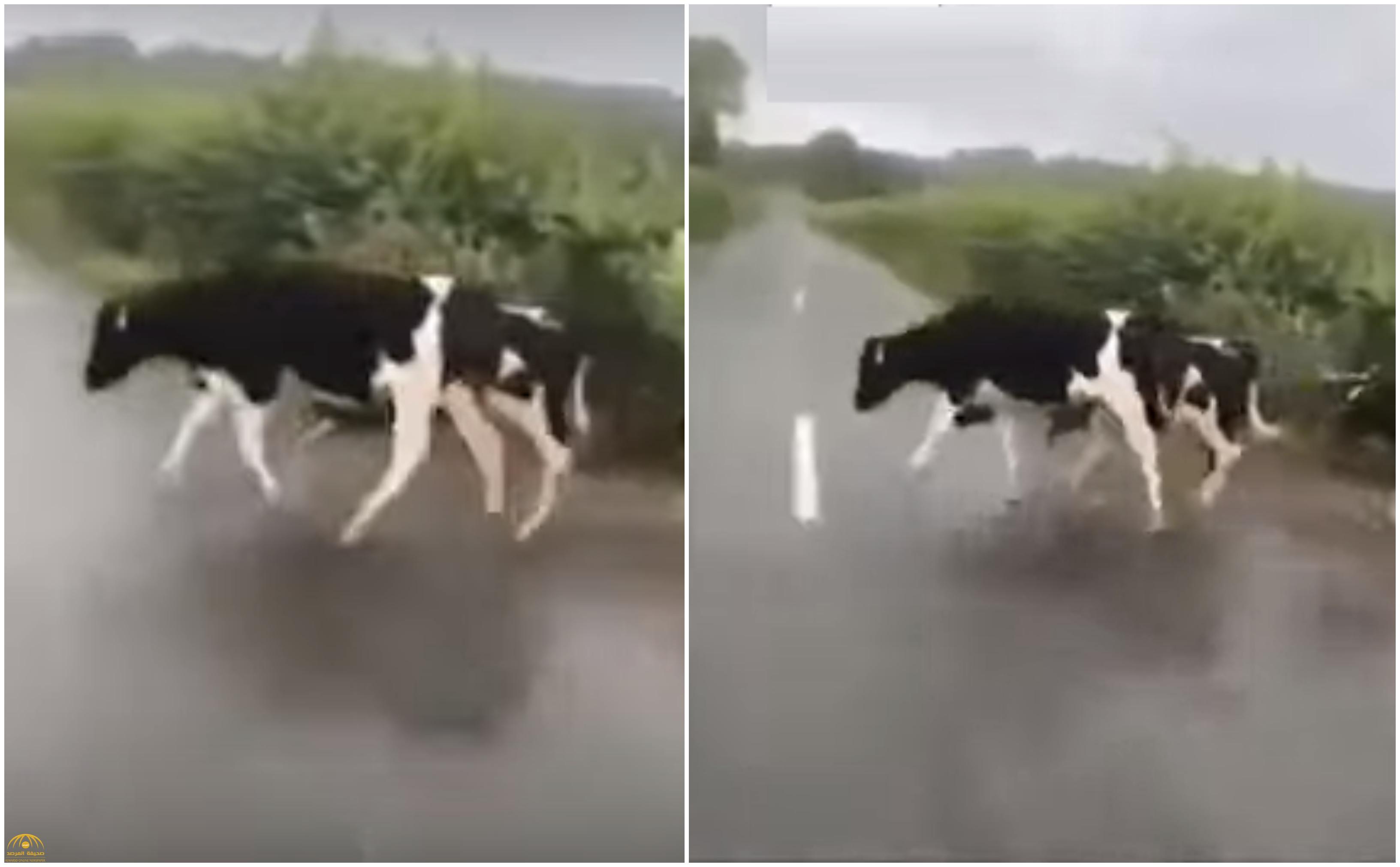 شاهد : ردة فعل قطيع من الأبقار عندما رأت خط أبيض خلال عبور إحدى الطرق!