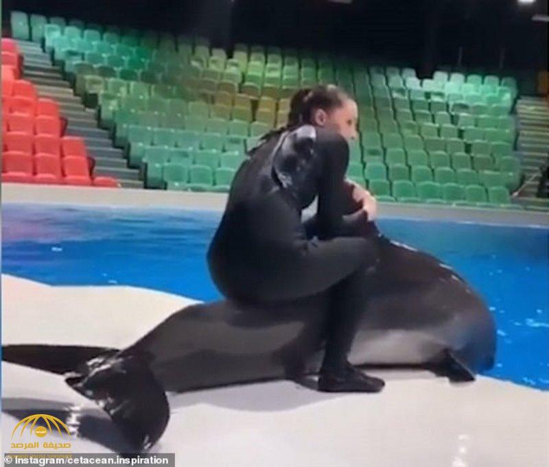 شاهد.. مدربة تجلس على ظهر أحد الدلافين في دبي.. وإجراء عاجل ضدها!
