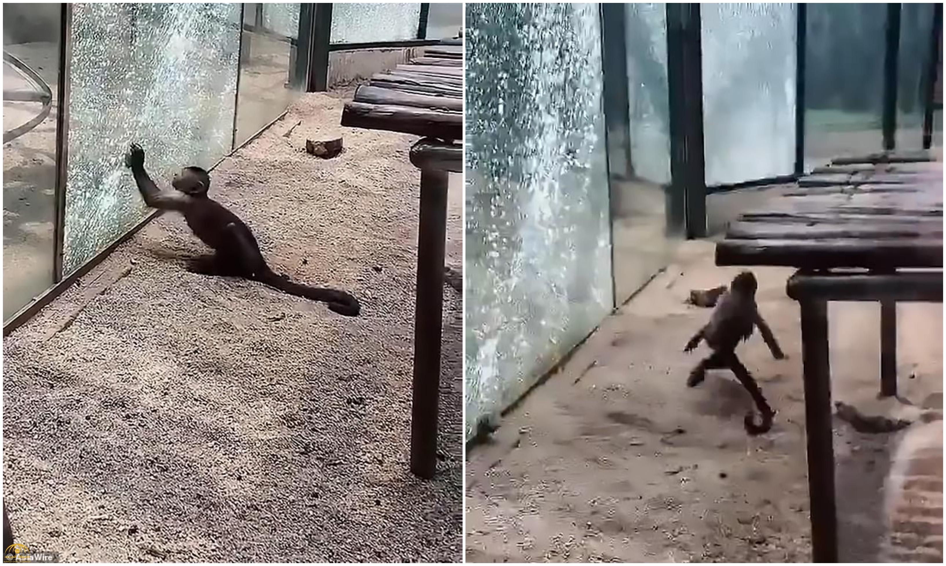 شاهد : قرد يحمل حجراً ويهشم زجاج القفص المحبوس بداخله في حديقة حيوان بالصين!