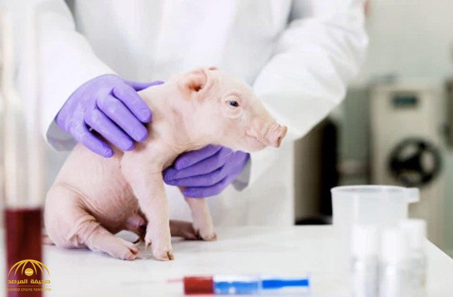 بشرى طبية .. جراح بريطاني يتوصل لنتائج مذهلة لزراعة قلوب وكلى "الخنازير" في البشر.. ويعلن موعد التطبيق!